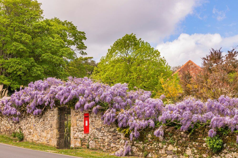 buy wisteria Wisteria frutescens – Flower of Carolina